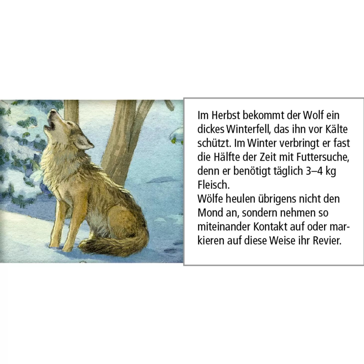 * Advent Decorations & Calendars>Advent Calendar "Animals In The Winter Forest"